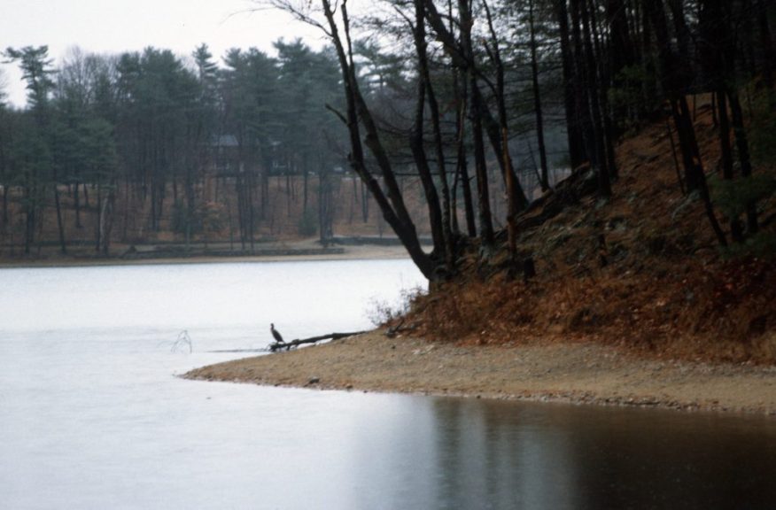 1988_11_17 Walden Pond, bei Concord (MA)