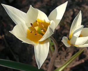 2020_03_27 Hamburg Goldebek-Aue: Persische Tulpe Carolus Clusius Tulipa Clusiana