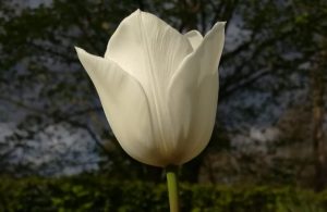 2020_04_25 Hamburg, Goldbekaue: Tulpe Tulipa